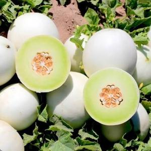 Melones Honeydew Frescos de Alta Calidad - Grado de Exportación Clase I - Pulpa Verde Dulce - Alto Contenido de Brix 12%+ - Venta al por Mayor de Melones Honey - Product Image 6