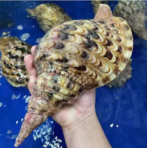 Vente différentes tailles femelle Triton trompette coquilles naturel océan mer coquille Souvenir Collection coquillages pour l'exportation - Product Image 3