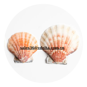 Conchas de Vieira Coloridas para Adornos Decorativos Hechas en Vietnam/ Sra. Lima - Product Image 2