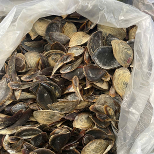 Operculum abordable en vrac du Vietnam - Product Image 5