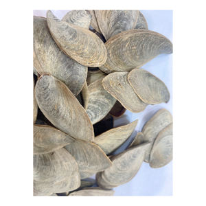 Coquillage naturel opercule en vrac fournisseur en gros poli artisanat fabrication de bijoux coquille d'aquarium décorative qualité d'exportation - Product Image 1