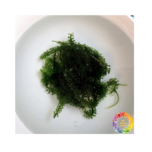 Raisins de mer séchés de qualité supérieure Caulerpa Lentillifera Seagrape Déshydrater les algues de qualité exportation préparées pour les marchés de gros - Product Image 2