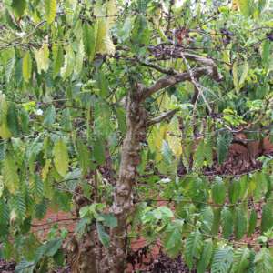 Jouet classique en corde de coton à trois nœuds pour chiens, conçu pour les soins dentaires et les jeux d'entraînement, durable, écologique, fabriqué au Vietnam - Product Image 3