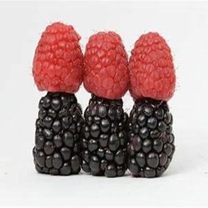 Fresas y bayas puras, naturales y saludables, frescas, de granja a precios competitivos - Product Image 3