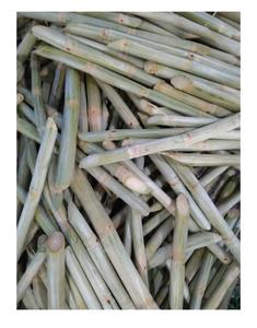 CANNE À SUCRE CONGELÉE AU GOÛT FRAIS-QUALITÉ PREMIUM-PRIX COMPÉTITIF À PARTIR DE 99GD VIET NAM - Product Image 2