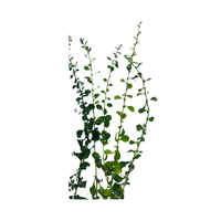 Polpala: Remède traditionnel à base de plantes, tonique de santé naturel, booster de bien-être botanique