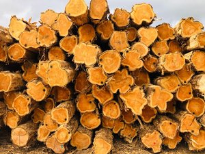 Бревна из тикового дерева для мелкой древесины