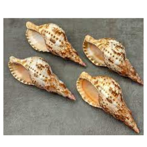 Tendance chaude Vietnam Trompette Triton Shell Grande Surface Lisse Brillante Naturelle Océan Beauté Unique Trompette Triton Shell Exportation - Product Image 5