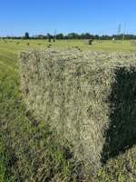 Alfalfa de qualité supérieure en granulés, cubes et balles, alimentation animale pour bovins, animaux domestiques et faune, favorise la nutrition