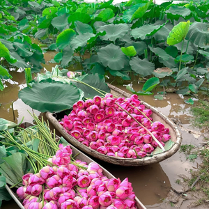 Feuilles de lotus fraîches fabriquées au Vietnam pour des solutions d'emballage alimentaire traditionnelles authentiques - Product Image 1