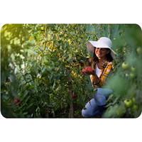 Serre agricole tunnel de jardin de grande taille avec couverture en film plastique PE à simple travée 4,5x2x2 (pour le mois de mars)