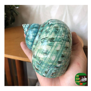 Coquille de conque décorative, coquille de conque naturelle Turbo Shell fournisseur en gros pour la décoration, coquille de conque bleue non polie propre - Product Image 4