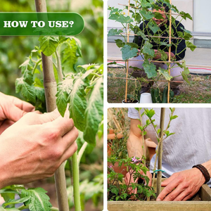 Vente en gros Bâton de bambou naturel pour plantes/Bâton de bambou en bois pour jardin/Bâtons de bambou Grand prix bon marché de haute qualité - Product Image 4