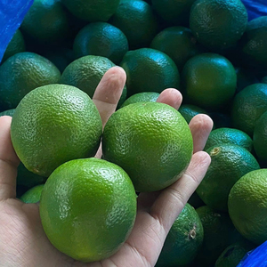 Limones a granel sin semillas a precios económicos de Bao Tram Anh, proveedor de productos agrícolas de Vietnam - Product Image 1