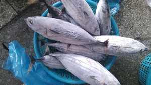 Thon rouge entier congelé IQF de qualité supérieure, carton de 10 kg, produits de la mer chinois certifiés HACCP, capture légère - Product Image 3