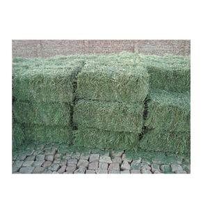 Venta al por mayor de heno de alfalfa a un precio asequible, suministro a granel ideal para agricultura de nutrición animal y mercados de exportación - Product Image 4
