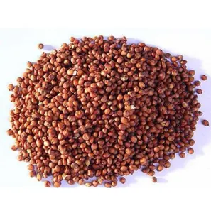 Sorghum Witte Milo Sorghum Granen Sorghum Prijs Per Ton Te Koop