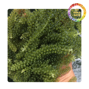 Raisins de mer frais naturels du Viet Nam | Super aliment marin parfait pour les sushis à salade et les collations saines - Product Image 3