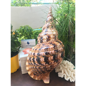 Concha de trompeta de hermosa forma para exhibición, centro de mesa y accesorios para el hogar con tema del océano - Product Image 5