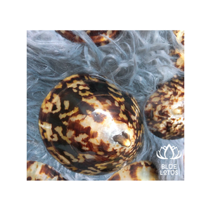 ขายเปลือกหอยทะเลร้อนสําหรับตกแต่ง - เปลือกหอยทาก Limpet จากฟาร์มบัวสีฟ้าเวียดนาม - Product Image 1