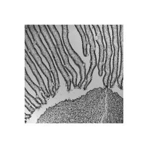 Thermo CellInsight CX7 LZR Pro High Content Confocal <b>Microscope</b> Advanced High Content Analysis Platform - Product Image 5