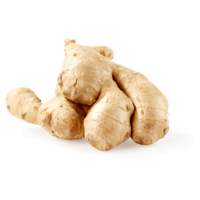 Gingembre frais séché de haute qualité Prix du marché par tonne Acheteurs en gros de gingembre pour l'exportation Gingembre jaune de qualité supérieure