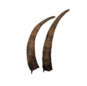 Cuerno de Shofar de cabra oveja superventas, cuernos de cabra reales decorativos de alta calidad, precio al por mayor - Product Image 4