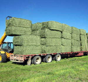 Haute qualité foin de luzerne avoine foin alimentation animale à vendre alimentation animale foin de luzerne turque à vendre en vrac - Product Image 6