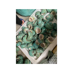 Morceaux allongés coquillage de défense naturelle parfaits pour la sculpture de perles bijoux artisanat projets d'art côtier en gros - Product Image 6