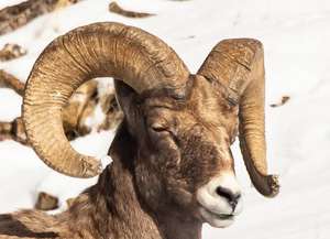 Cuerno natural de oveja - Product Image 3