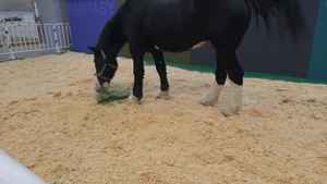 Venta al por mayor, buen precio, afeitado de madera de Vietnam, virutas de madera para camas de aves de corral y para caballos - Product Image 4