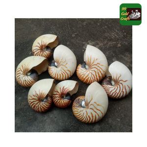 Coquille d'escargot inspirée de l'océan-Belle fourniture d'artisanat de coquillage pour la décoration faite à la main, accessoires, créations élégantes d'art à la maison - Product Image 2