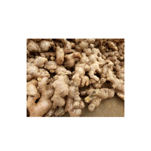 Raíz natural de jengibre fresco de alta calidad para la preparación de alimentos, saborizante de curry y platos exportados de los campos de Vietnam - Product Image 5