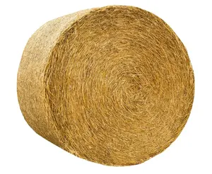 Top Mixed Feed Foin Balles de foin de paille de blé jaune/Foin de blé de qualité supérieure pour le prix de gros au Brésil/foin de paille de blé