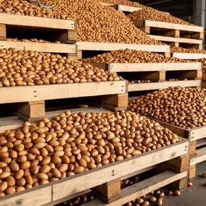 Top Grade une vente en gros de noix du Brésil de haute qualité à prix bon marché - Product Image 6