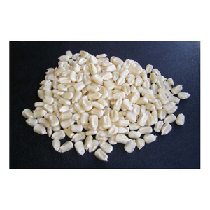 Maíz blanco de grado 2, maíz blanco no GMO apto para consumo humano y origen de alimentación Animal - Product Image 5