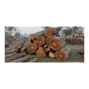 Superior iroko <b>wood</b> <b>logs</b> offered <b>for</b> bulk <b>sale</b> to inter-national <b>wood</b> markets - Product Image 5