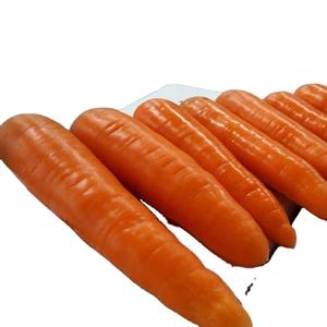 professional vietnam carrot supplier rich quality bulk selling