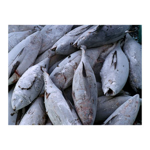 Atún amarillo congelado a bajo precio, disponible para ventas al por mayor. - Product Image 1