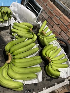 Farm-Direct Cavendish Bananas: maduras y listas para enviar - Product Image 5