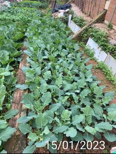 Producto fertilizante agrícola Estiércol de vaca orgánico 100% materia natural de alta calidad fabricado en Vietnam - Product Image 4