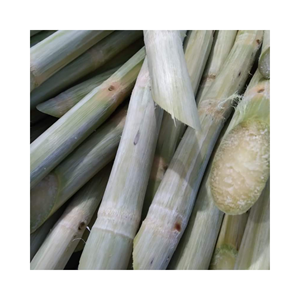 CAÑA DE AZÚCAR DULCE CONGELADA-Caña de azúcar congelada para jugo con el mejor precio y alta calidad Hecho en Vietnam - Product Image 4