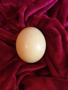 Tươi thụ tinh trứng đà điểu trứng trắng Nở trứng bảo quản và nấu chín cho trang trại sử dụng hoặc thực phẩm cho bảng và gà trang trại - Product Image 6