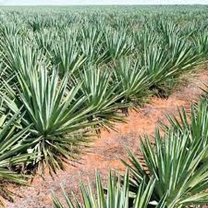 เส้นใยป่านศรนารายณ์ธรรมชาติสดสำหรับใช้งานในอุตสาหกรรมและสารหน่วงไฟแบบปั่นในราคาที่ฟาร์ม - Product Image 5