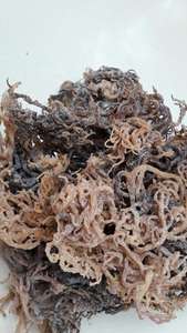 Algas Eucheuma Cottonii moradas Vietnam Material marino ecológico Algas Eucheuma Cottonii moradas Suministro de exportación al por mayor - Product Image 4