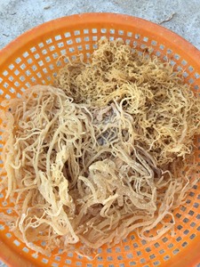 มอสไอริชมอส/มอสทะเล/Eucheuma cottonii แห้ง100% พรีเมี่ยม - Product Image 2