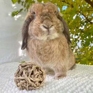 ของเล่นหนูแฮมสเตอร์ ราคาสุดคุ้ม ลูกบอลเคี้ยวทำจากหญ้าทะเลธรรมชาติ  ของเล่นเคี้ยวจากหญ้าทะเลและราฟเฟีย - Product Image 6