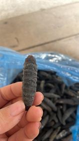 Concombre de mer de poisson noir séché en conserve quantité en vrac prêt à la vente - Product Image 5