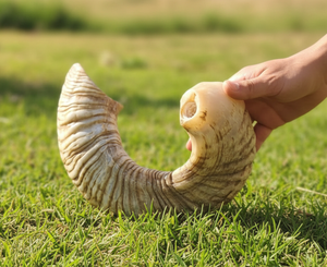 Instrumento de Oración Judío Judaica de Concha Marina Orgánica Pulida Natural, Arte Hecho a Mano y Objeto de Colección Estilo Ángel del Amor - Product Image 2