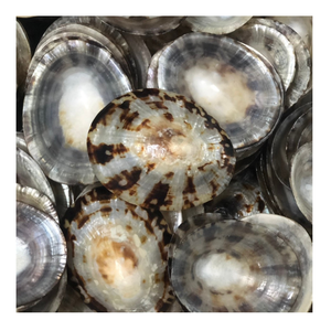 Concha de limpias natural para artesanías hechas a mano de primera calidad, joyería y decoración costera, venta al por mayor de conchas de limpias naturales - Product Image 3